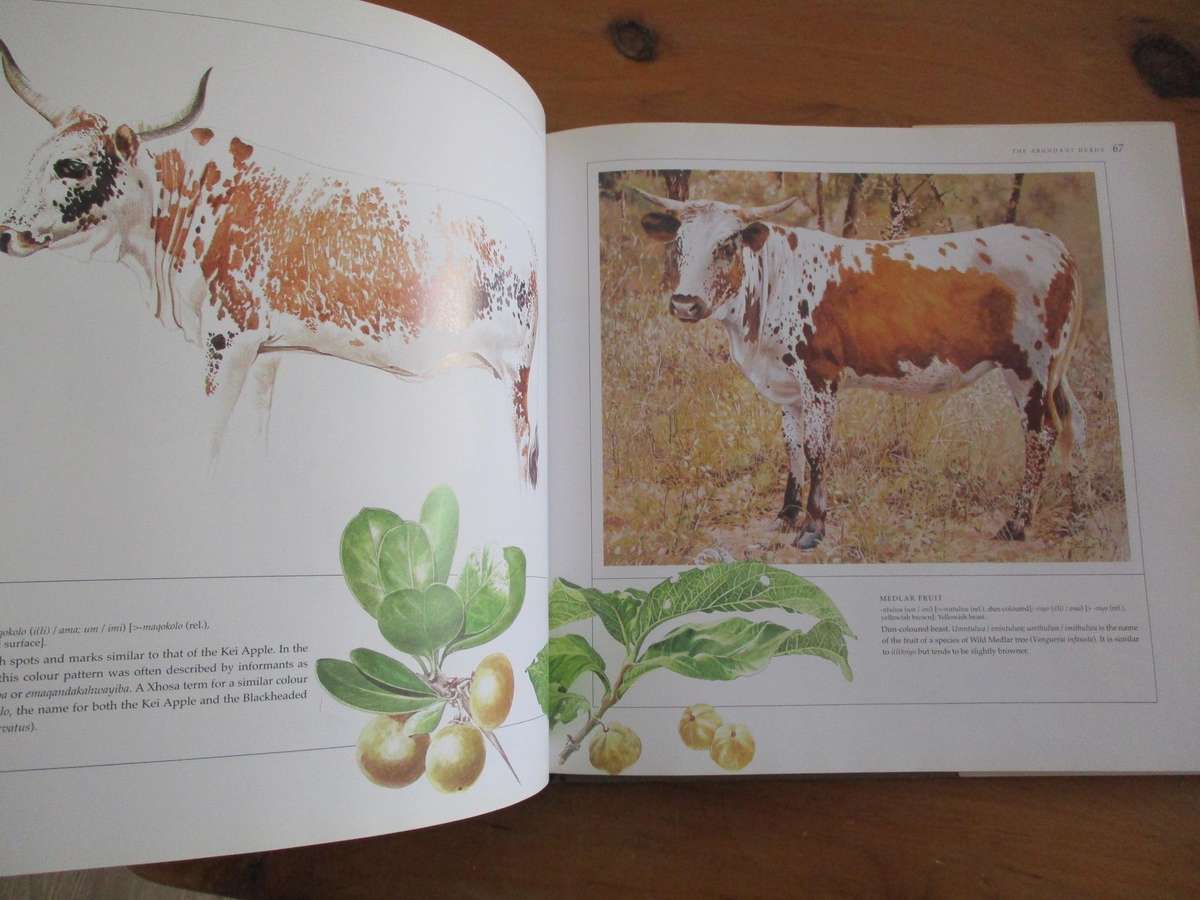 The Abundant Herds - A celebration of the Nguni cattle of the Zulu people