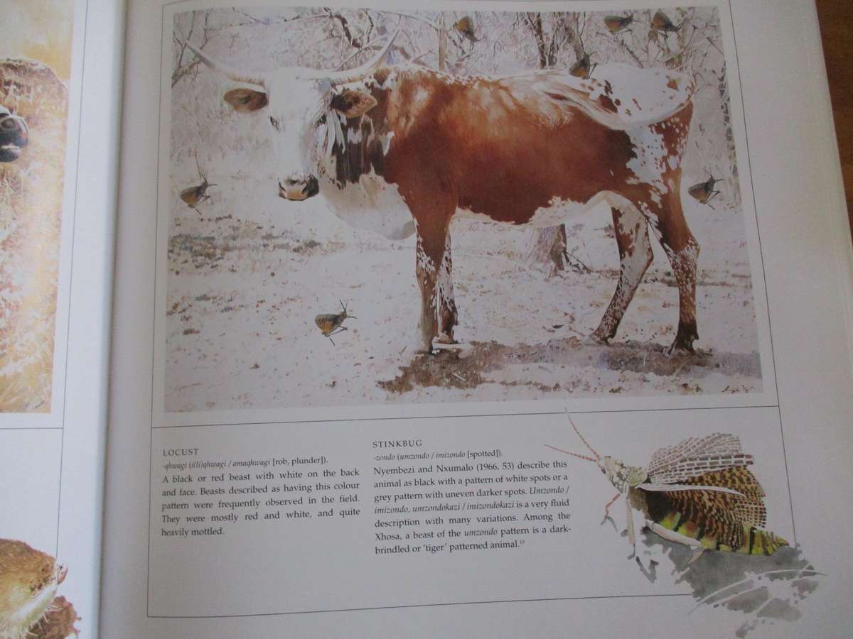 The Abundant Herds - A celebration of the Nguni cattle of the Zulu people