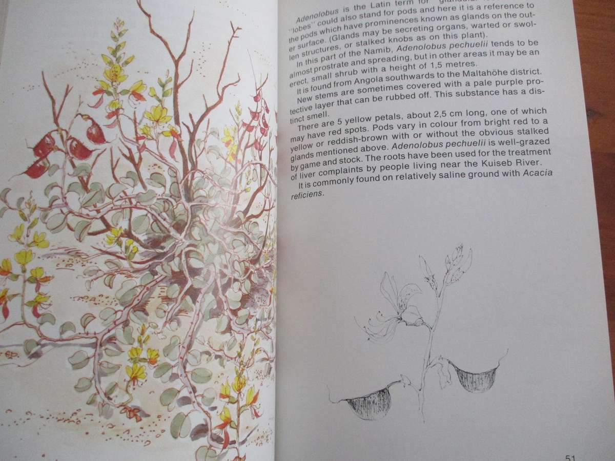 Namib Flora Swakopmund to the giant Welwitschia via Goanikontes  Patricia Craven & Christine Marais