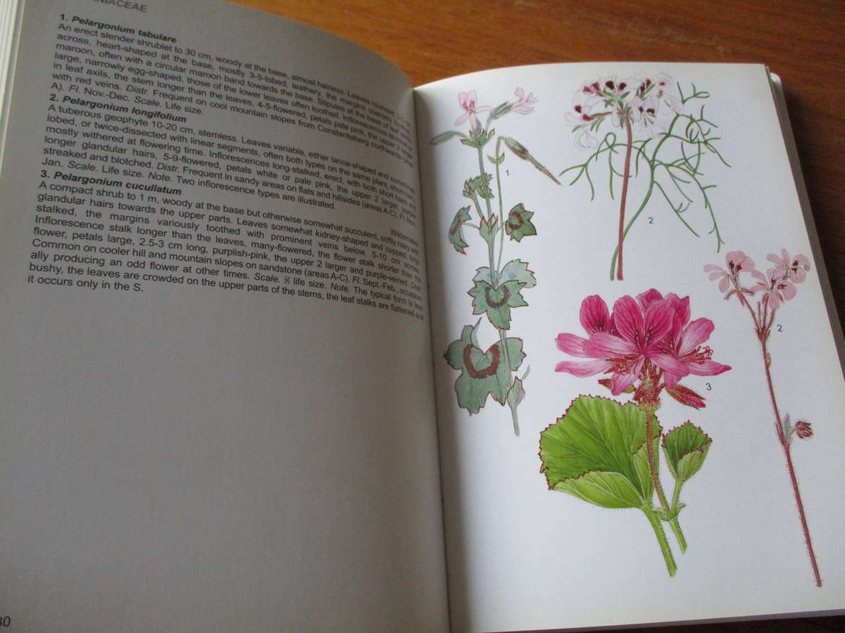 Wild Flowers of the Table Mountain National Park  Terry Trinder-Smith  M Maytham Kidd Fay Anderson