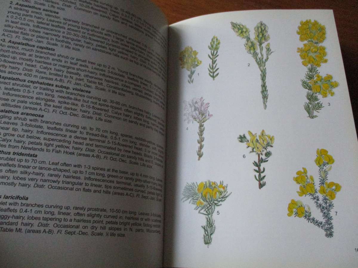 Wild Flowers of the Table Mountain National Park  Terry Trinder-Smith  M Maytham Kidd Fay Anderson