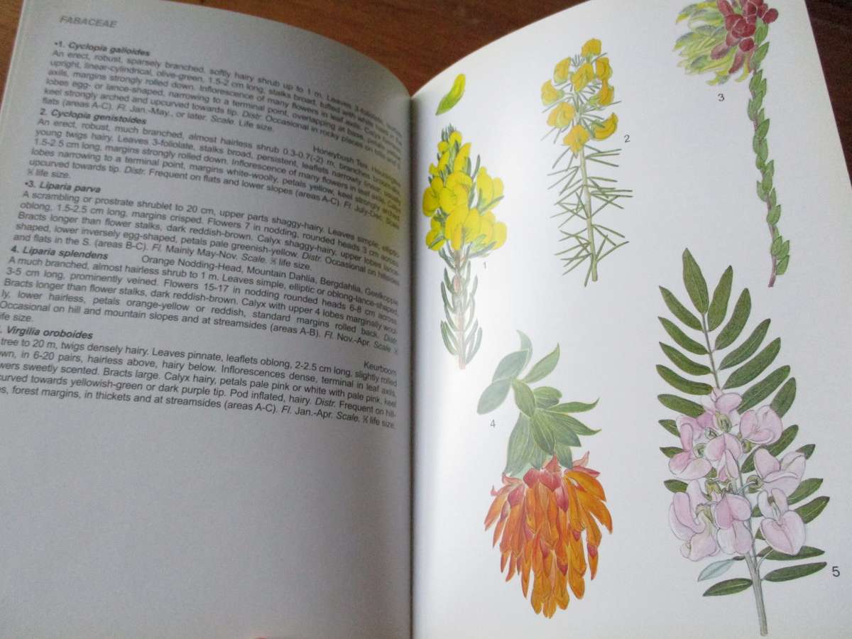 Wild Flowers of the Table Mountain National Park  Terry Trinder-Smith  M Maytham Kidd Fay Anderson