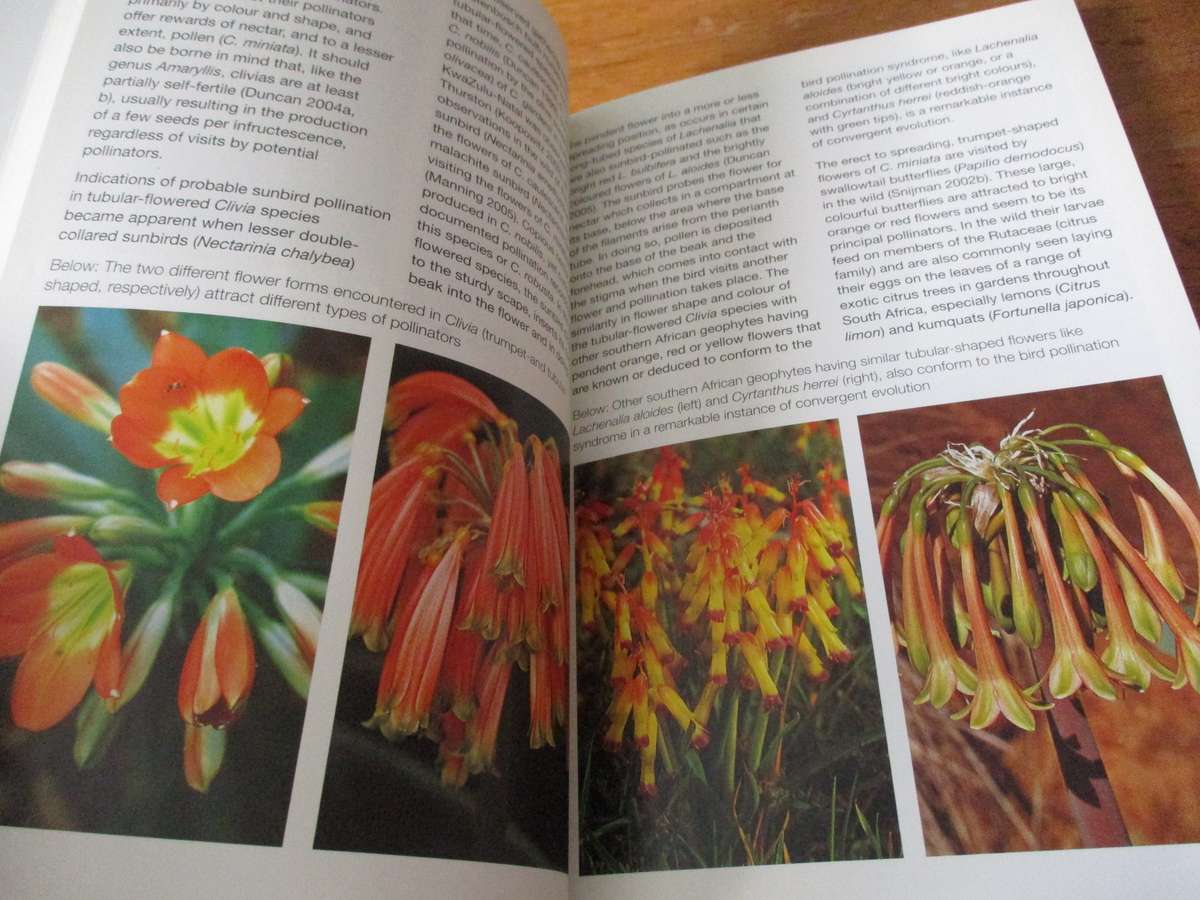 GROW CLIVIAS Graham Dunca  - Kirstenbosch Gardening Series