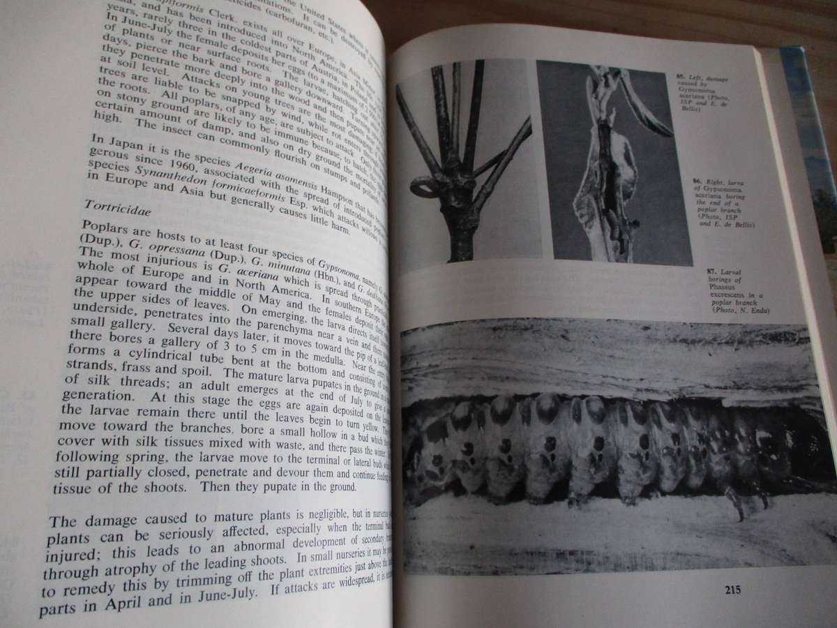 Poplars and Willows in wood production and land use