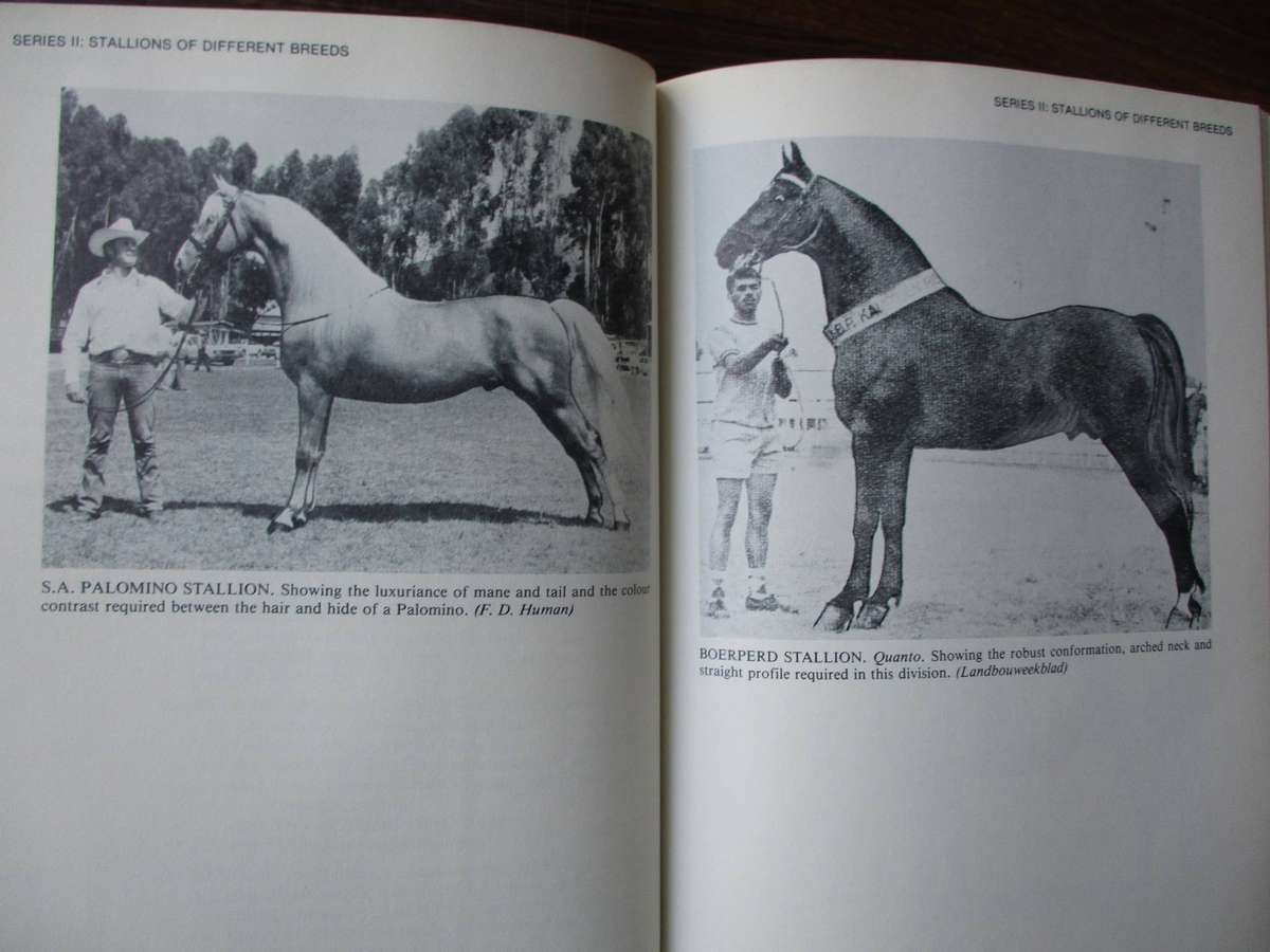 Cecily Norden - Showing Horses in South Africa