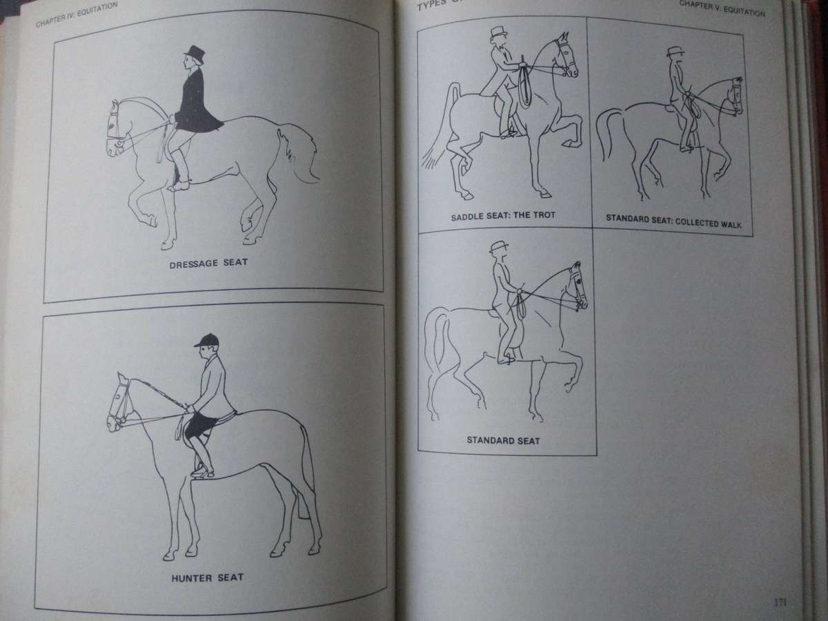 Cecily Norden - Showing Horses in South Africa