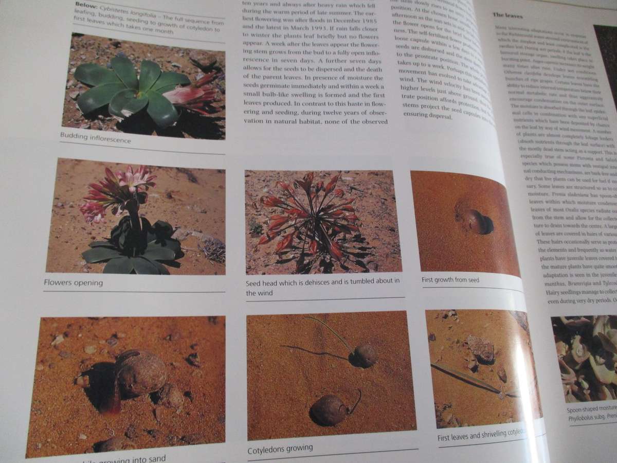 Richtersveld the Enchanted Wilderness Graham Williamson