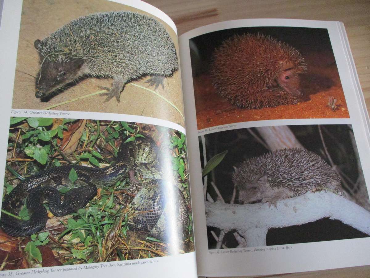 Mammals of Madagascar  Nick Garbutt