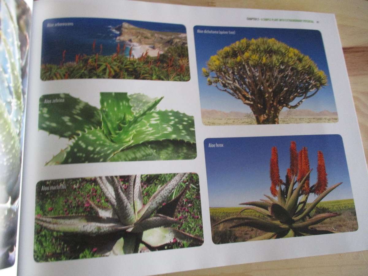 ALOE VERA - Nature's Ally to Health and Healing