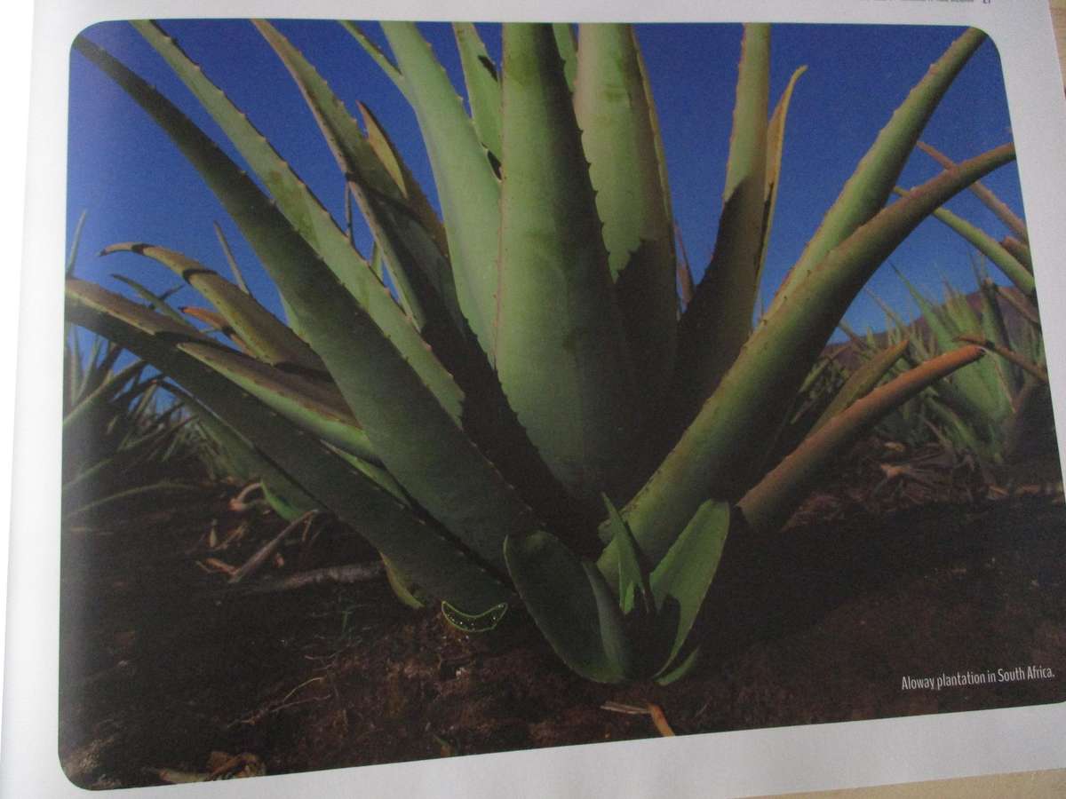 ALOE VERA - Nature's Ally to Health and Healing