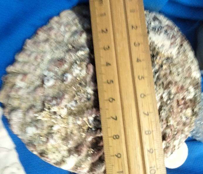 Abalone organic shell+2 glass bottles 1 full blue salt crystals+Perfume empty+stopper 3 hankies