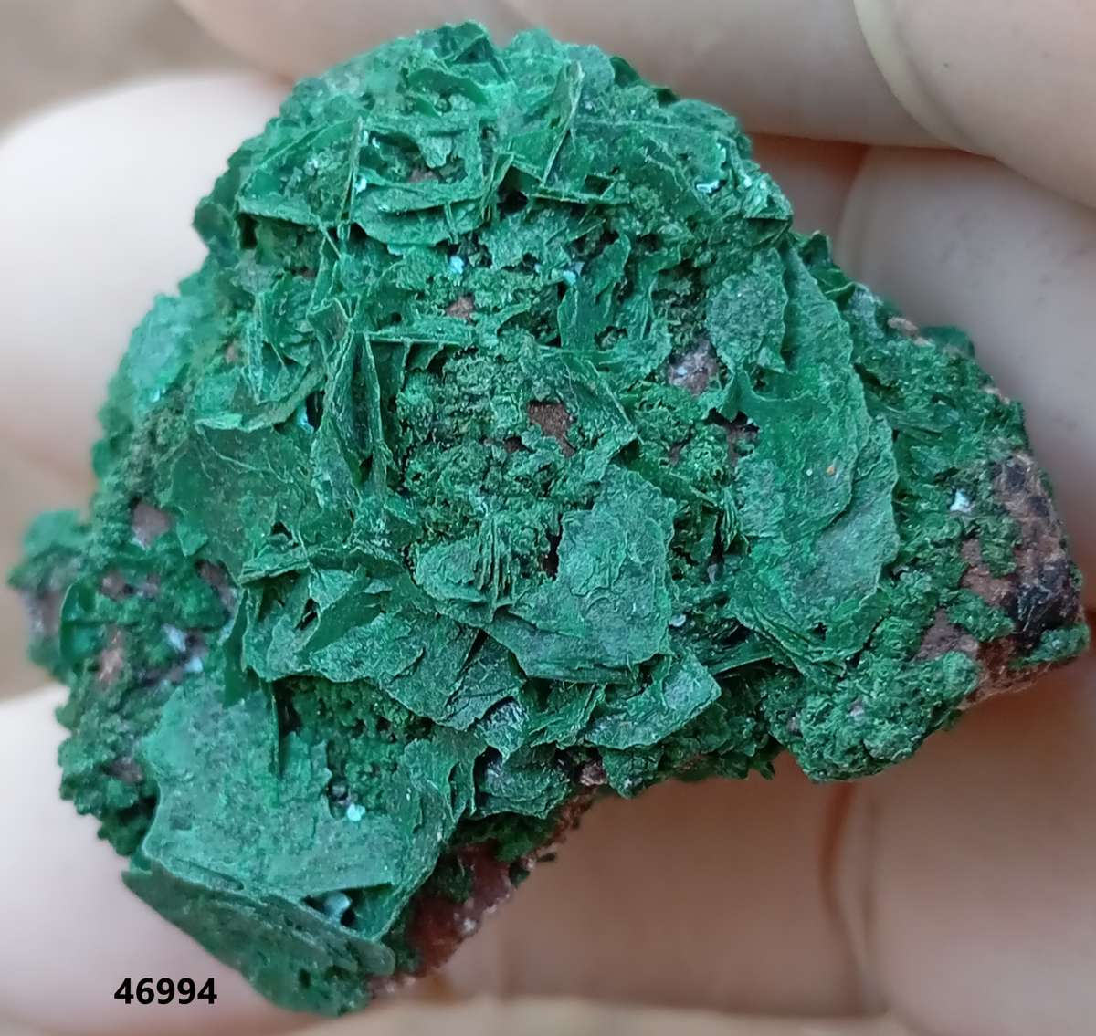 Malachite chrysocolla quartz - Mashamba West mine DRC Congo