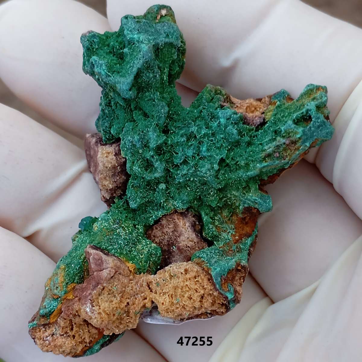 Malachite pseudomorph after baryte dioptase goethite quartz - Kolwezi mining district DRC Congo