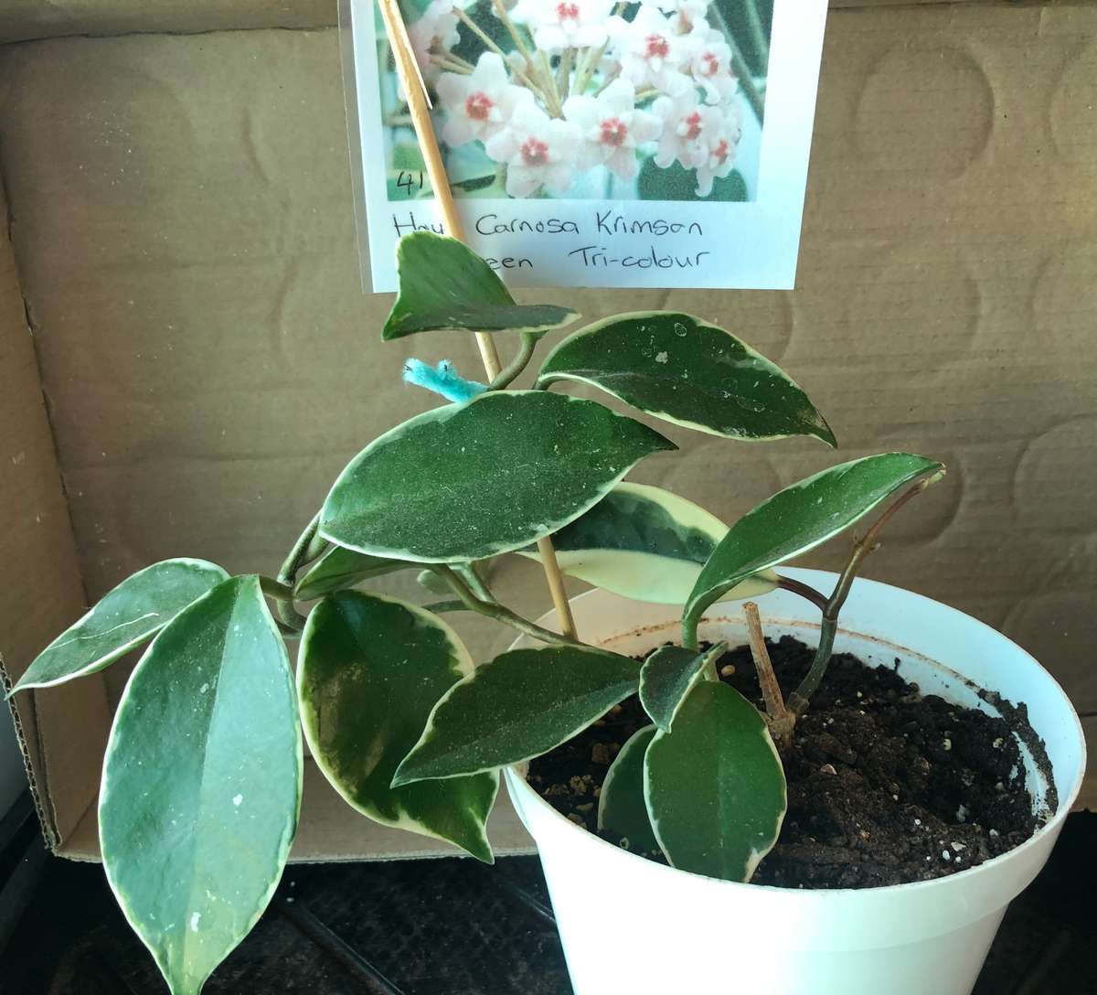 Hoya Carnosa Krimson Queen Tri Colour Live Plant