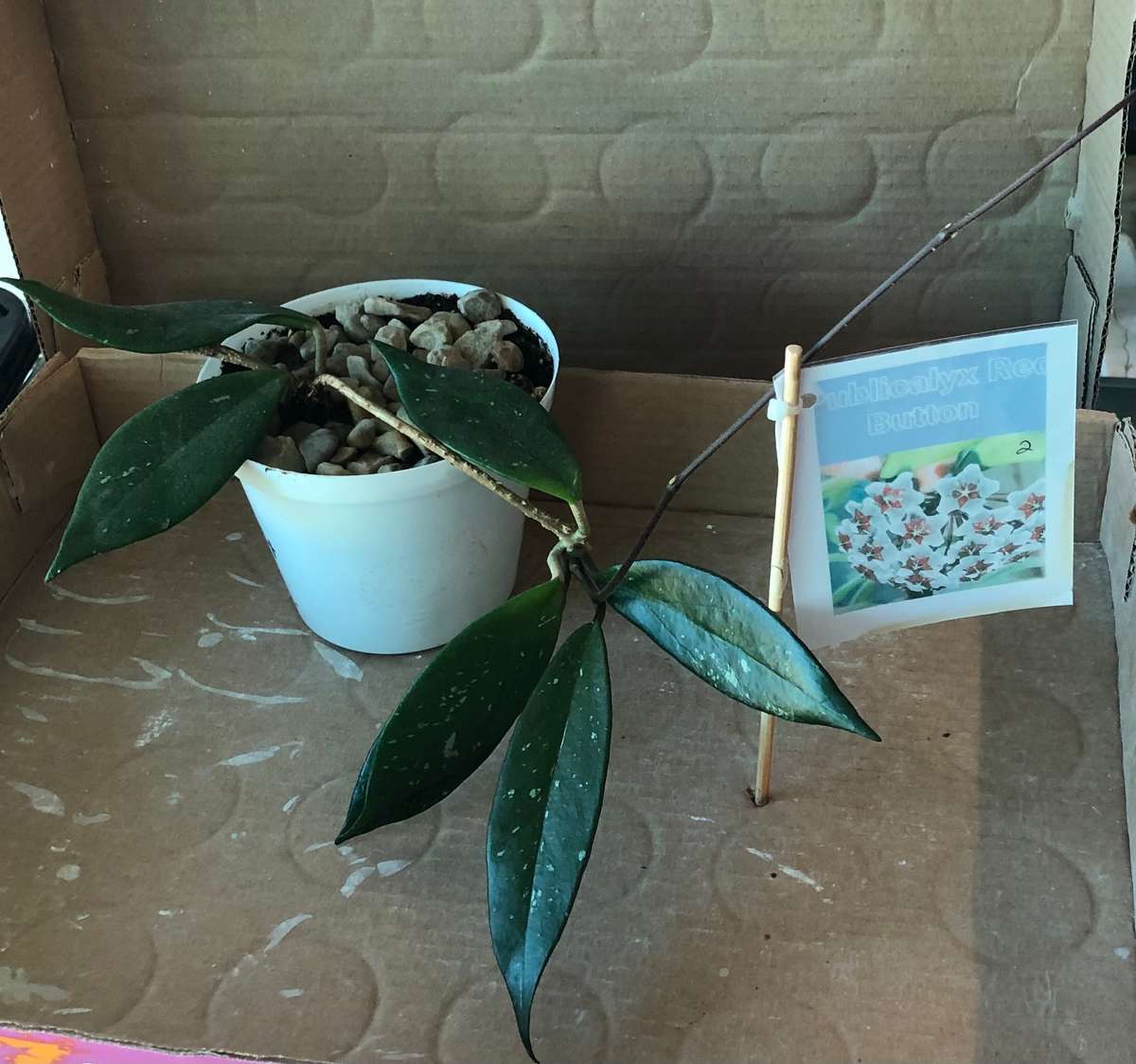 Hoya Red Buttons  Live Plant