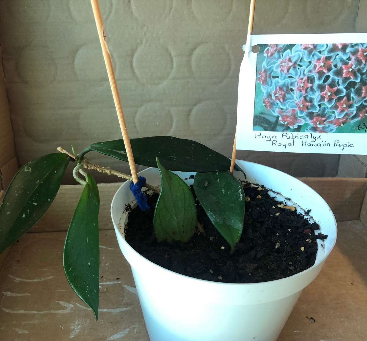 Hoya Royal Hawaiin Purple Live Plant