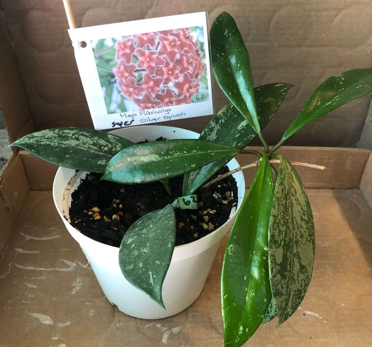 Hoya Super Silver Splash  Live Plant