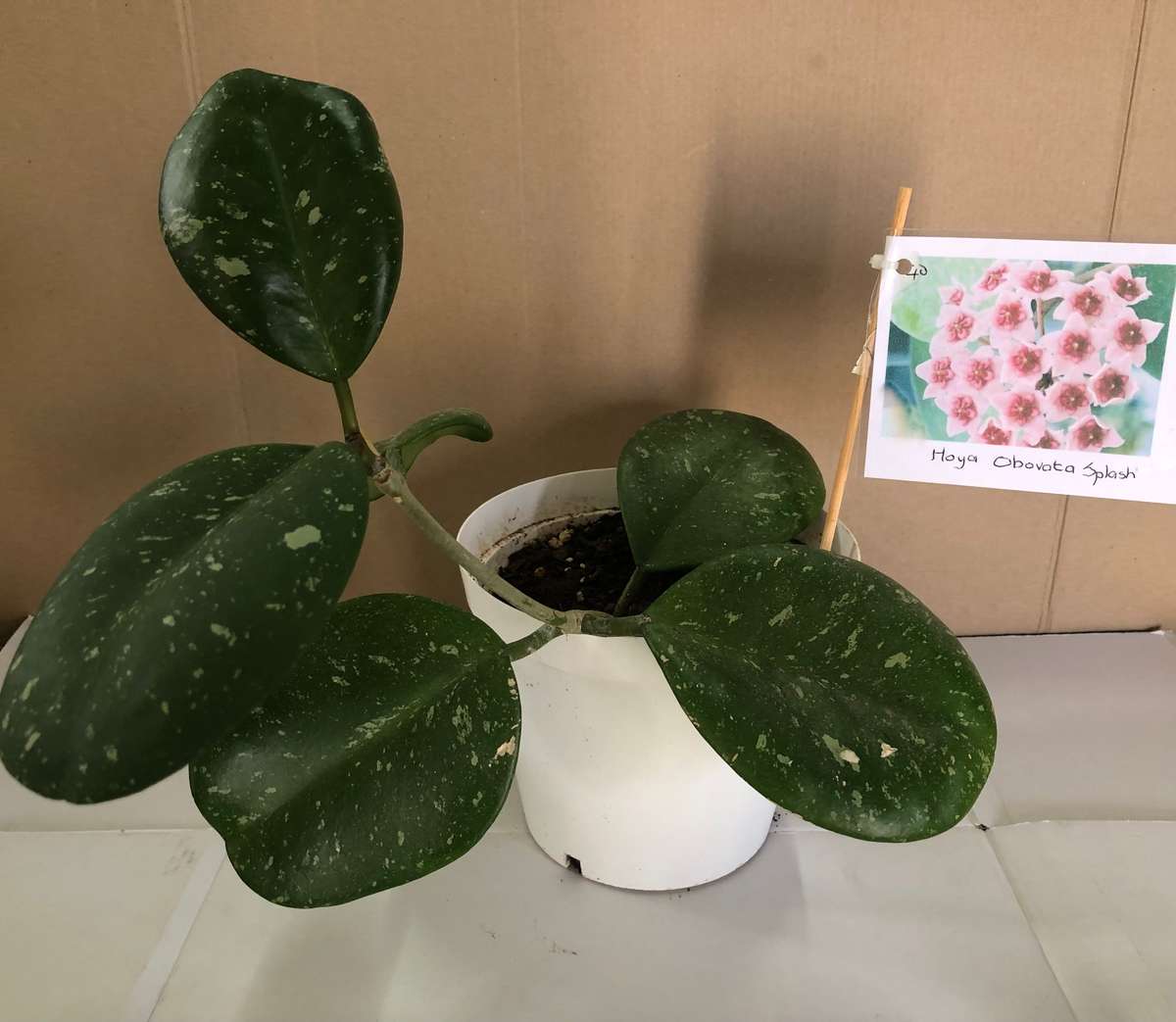 Hoya Hoya Obovata Splash  Live Plant