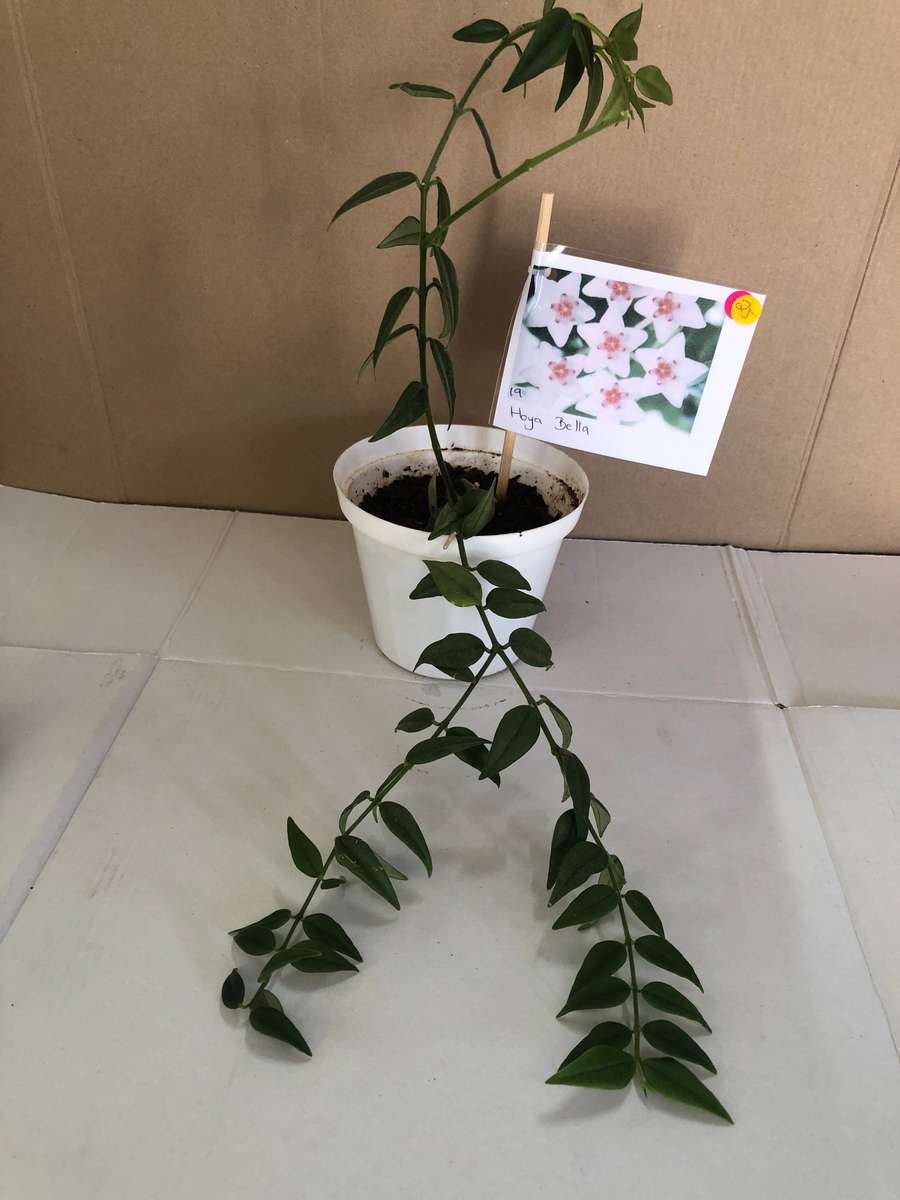 Hoya  Bella Live Plant