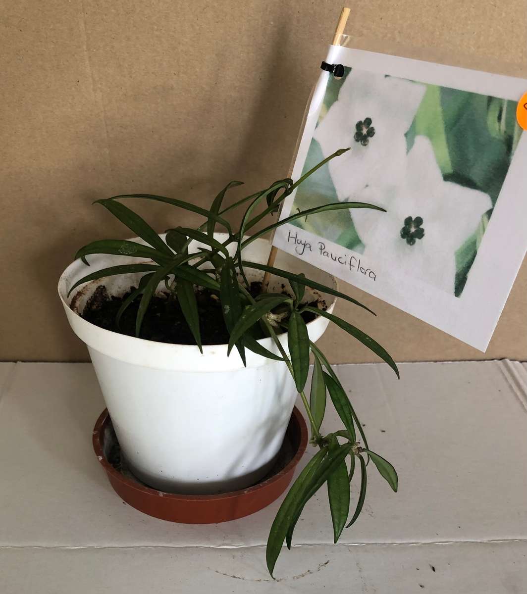 Hoya  Pauciflora  Live Plant
