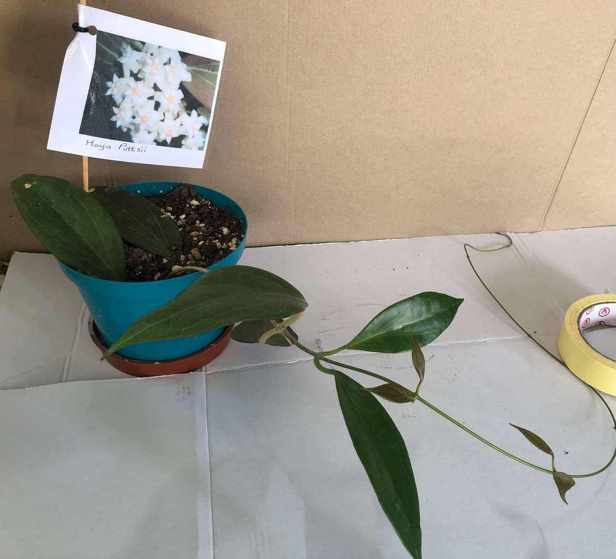 Hoya  Pottssii  Live Plant