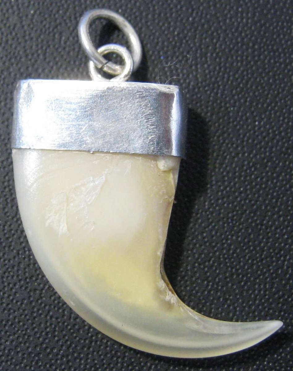 AINTIQUE LIONS CLAW NECKLACE PENDANT WITH SILVER CLASP 25 MM HIGH IN GOOD CONDITION