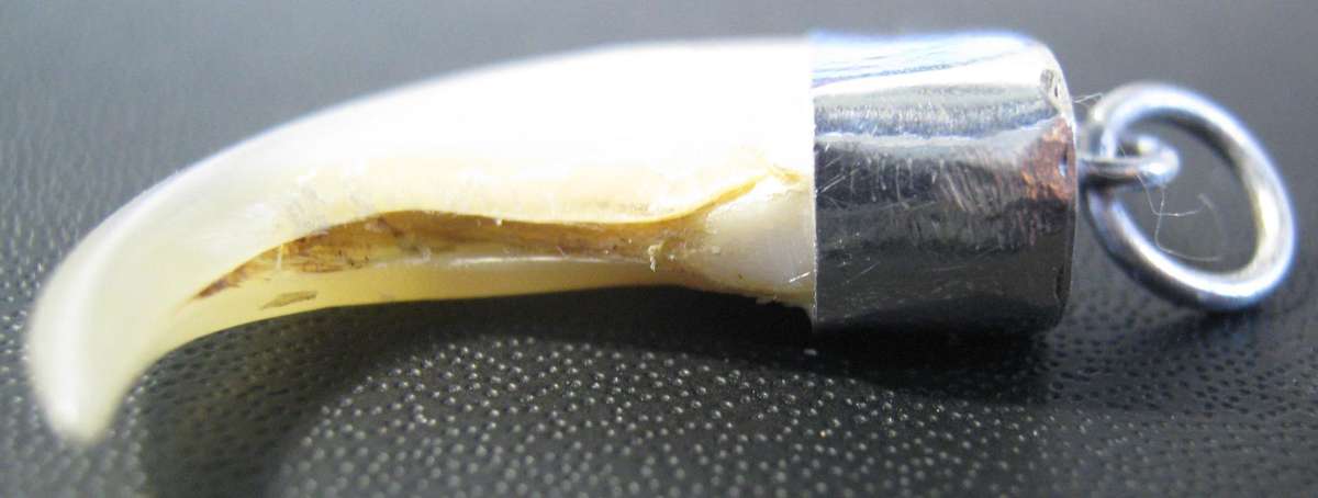 AINTIQUE LIONS CLAW NECKLACE PENDANT WITH SILVER CLASP 25 MM HIGH IN GOOD CONDITION