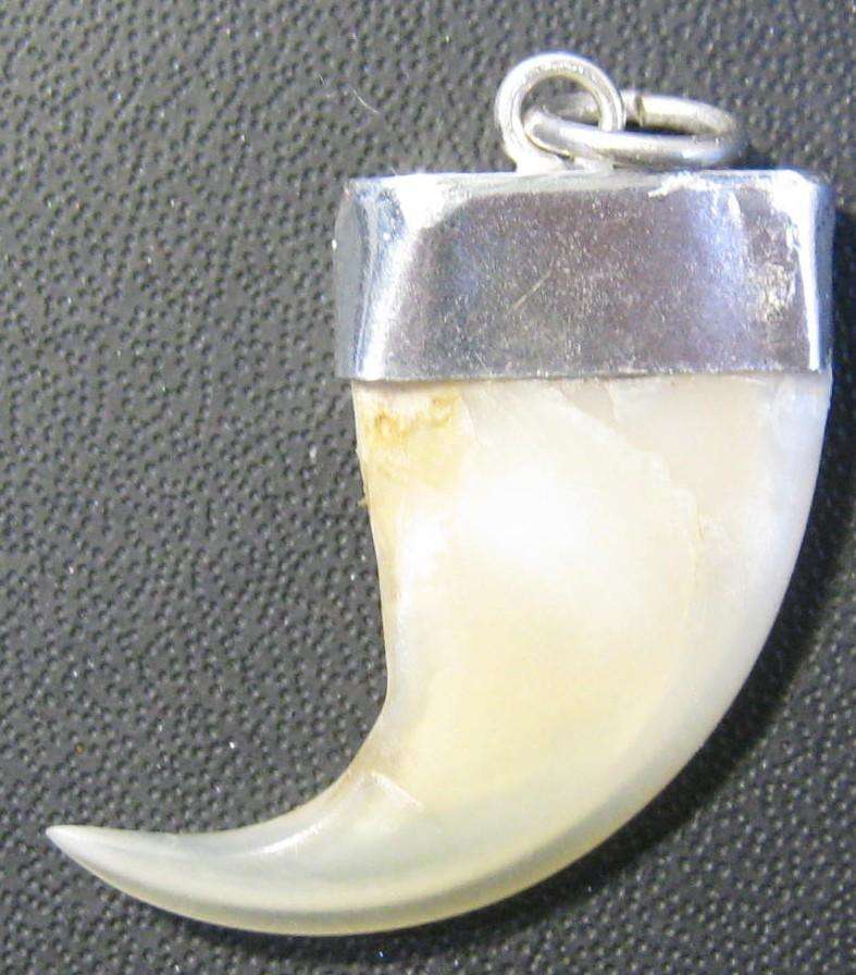 AINTIQUE LIONS CLAW NECKLACE PENDANT WITH SILVER CLASP 25 MM HIGH IN GOOD CONDITION