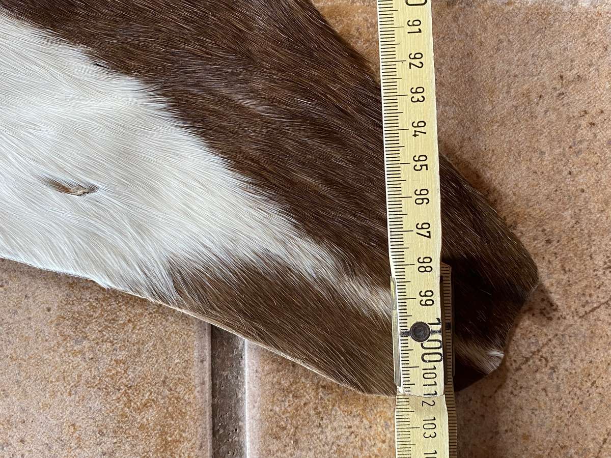 animal skin blesbok , approx.size:  100cm x 120cm,OFFER IS VALID UNTIL 15.06.2025