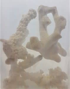Glass vase with coral reef pieces - as per photo