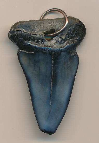 Fossilised shark tooth as per scan