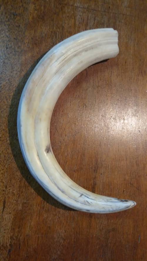 Large Warthog Tusk