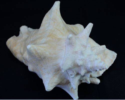 SEA SHELL LARGE BAHAMIAN VIAGRA CONCH - from SUEZYT