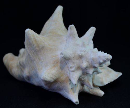 SEA SHELL LARGE BAHAMIAN VIAGRA CONCH - from SUEZYT