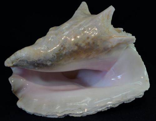 SEA SHELL LARGE BAHAMIAN VIAGRA CONCH - from SUEZYT