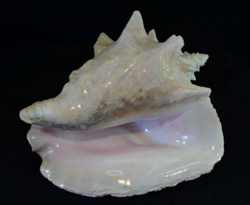 SEA SHELL LARGE BAHAMIAN VIAGRA CONCH - from SUEZYT