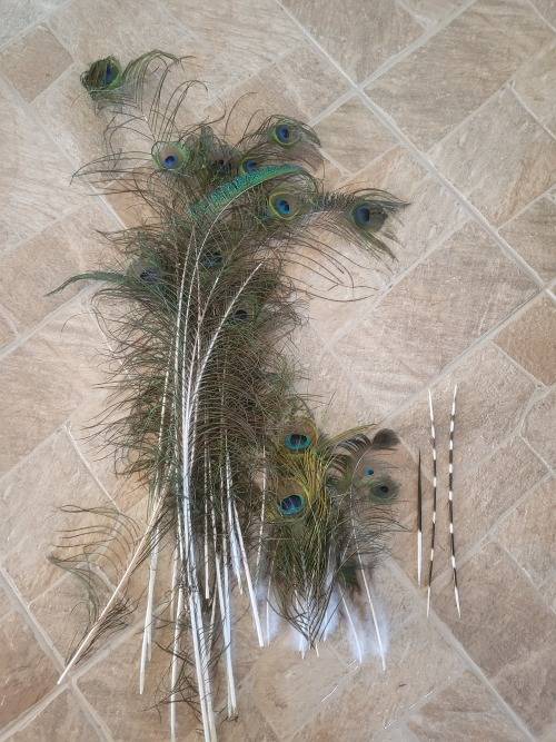 Peacock Feathers and & Porcupine Pens