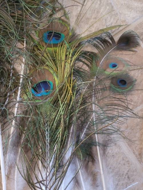 Peacock Feathers and & Porcupine Pens