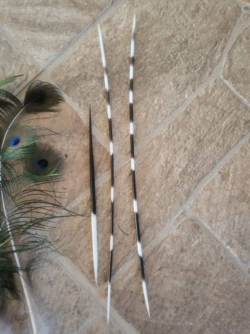 Peacock Feathers and & Porcupine Pens