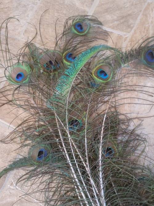 Peacock Feathers and & Porcupine Pens