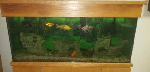 Large fish tank with wooden cabinet stand - Complete and in working order