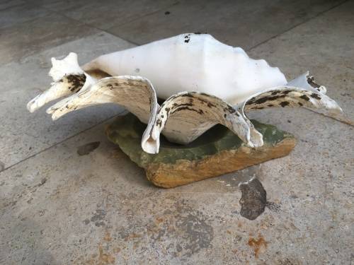 sea shell proper large spider conch on precious stone base