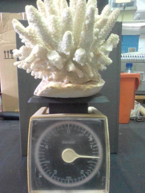 1.3 KG OF NATURAL SEA CORAL - BEAUTIFULL ITEM INDEED