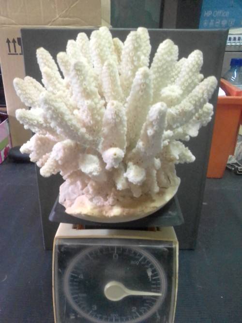 1.3 KG OF NATURAL SEA CORAL - BEAUTIFULL ITEM INDEED
