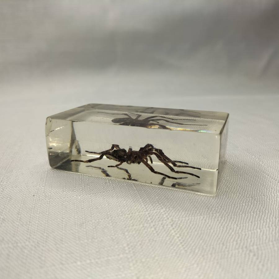Wolf Spider in Lucite Paperweight!!!