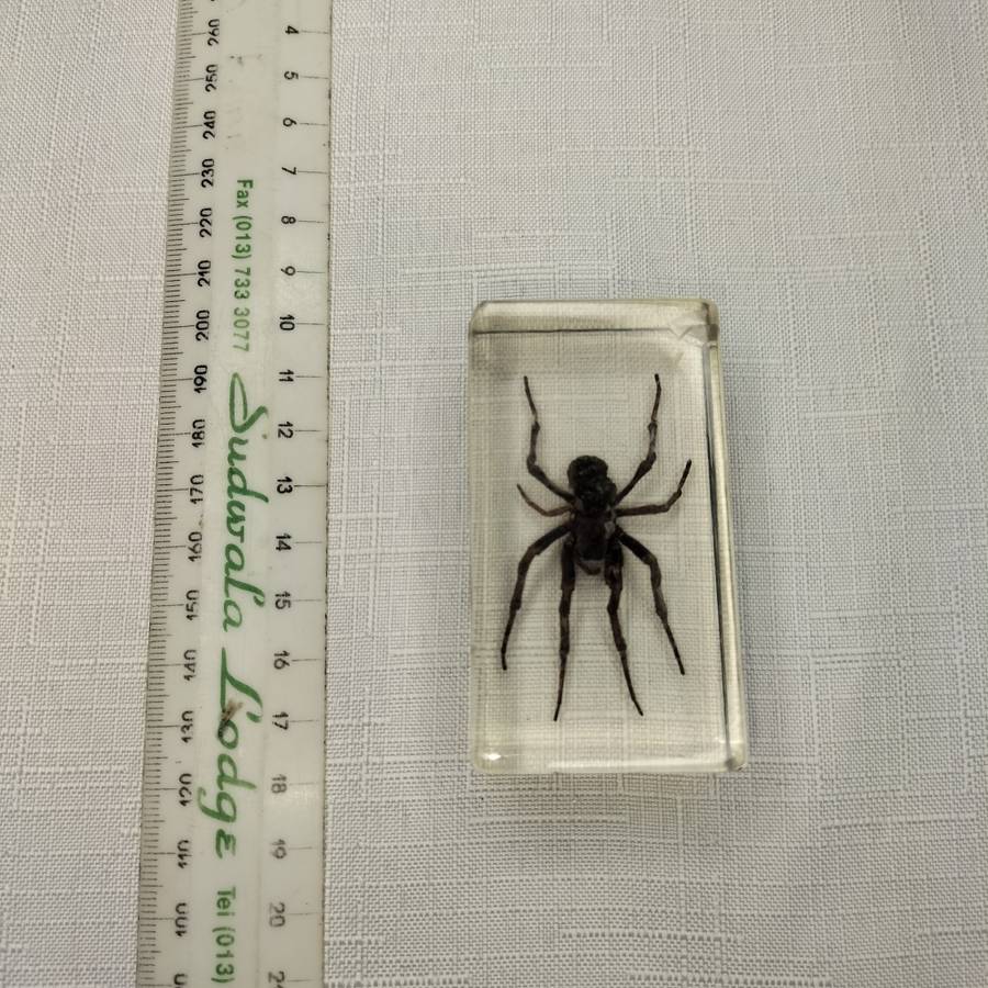 Wolf Spider in Lucite Paperweight!!!