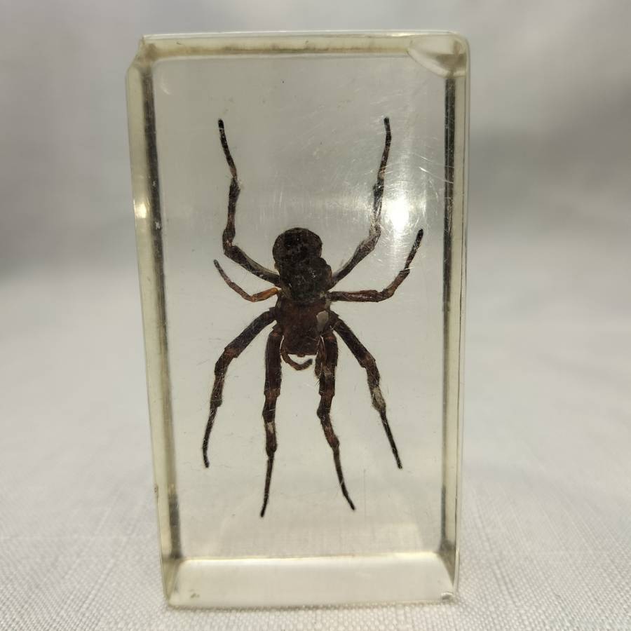Wolf Spider in Lucite Paperweight!!!