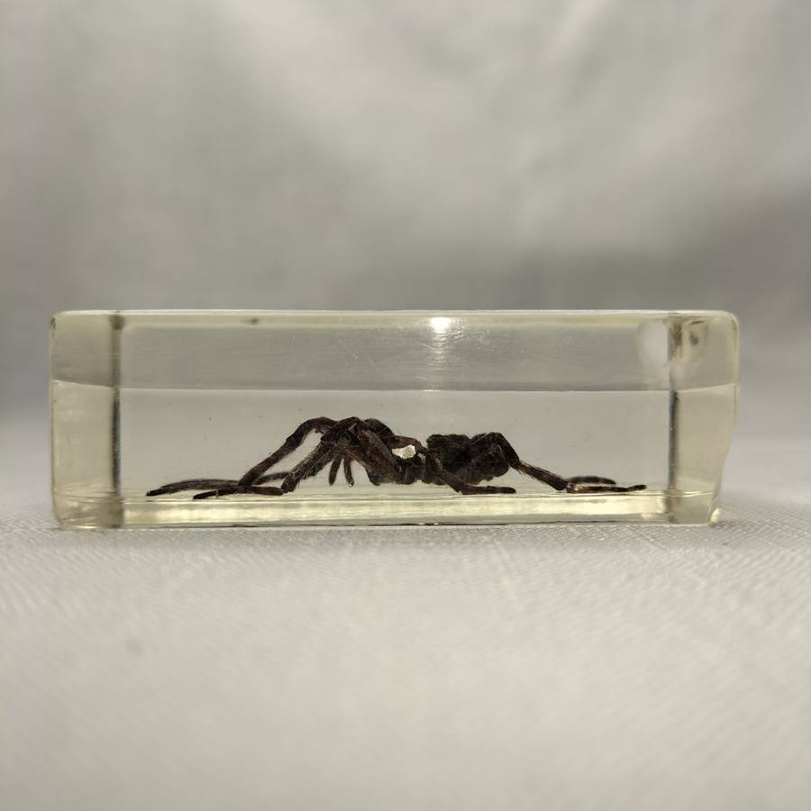 Wolf Spider in Lucite Paperweight!!!