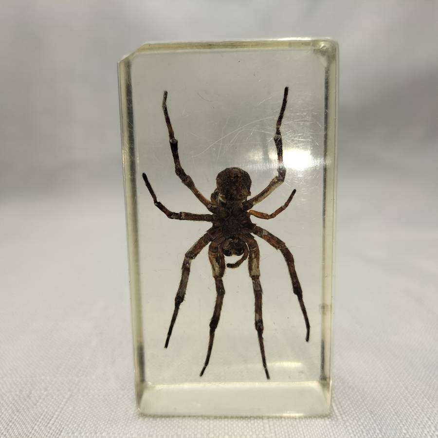 Wolf Spider in Lucite Paperweight!!!