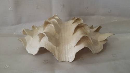 SEA SHELL